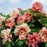 12年芍药花苗老桩室内外庭院四季易活牡丹开花多年生重瓣植