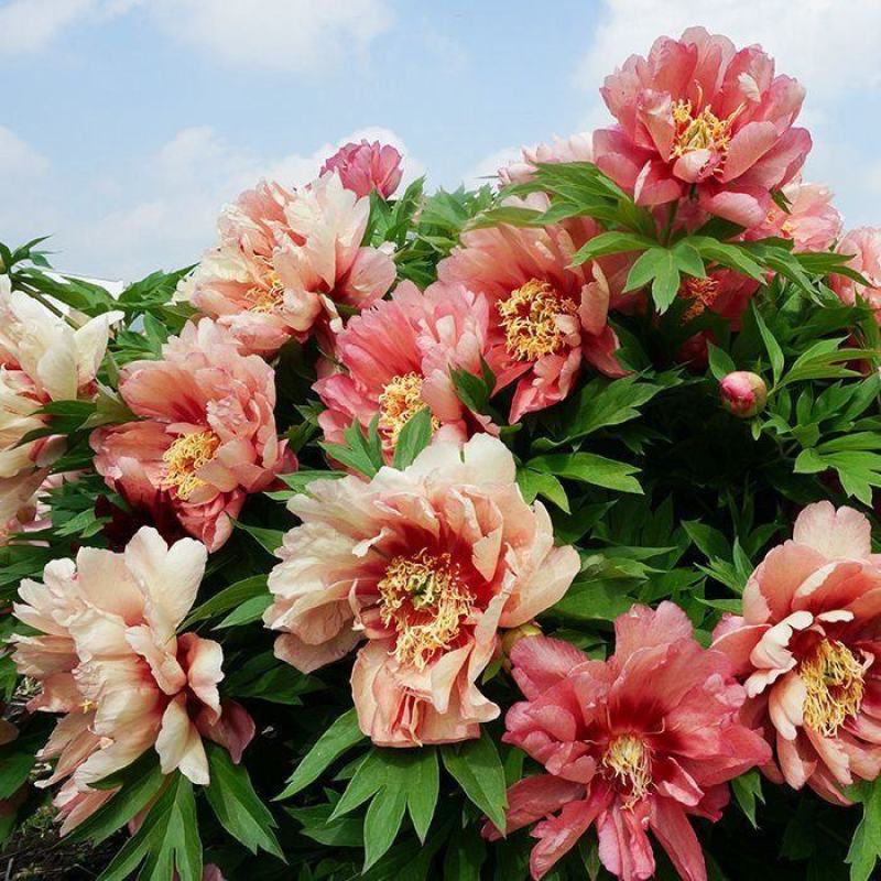 12年芍药花苗老桩室内外庭院四季易活牡丹开花多年生重瓣植