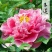 12年芍药花苗老桩室内外庭院四季易活牡丹开花多年生重瓣植