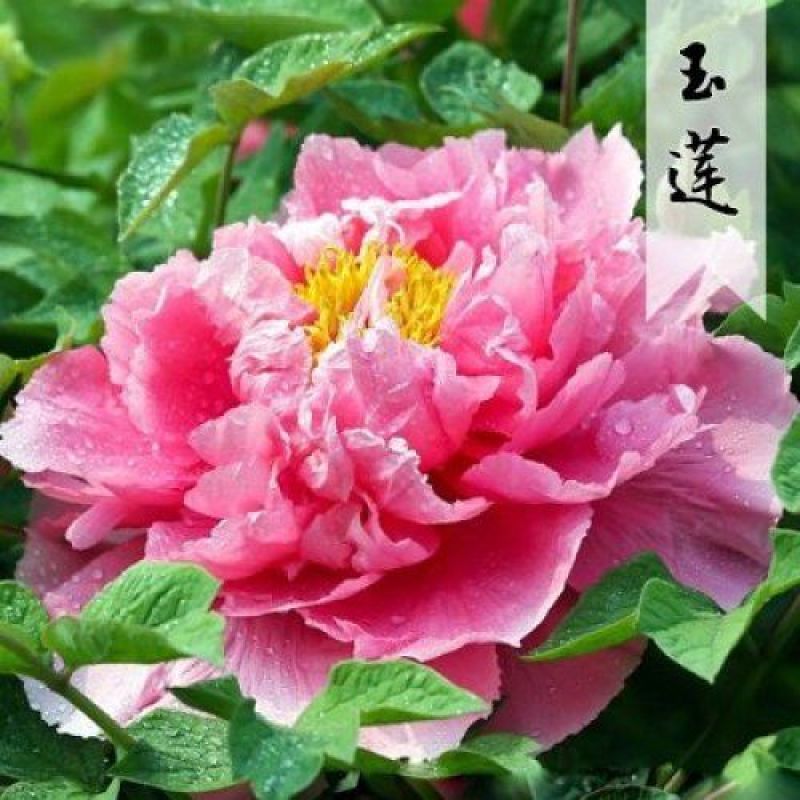 12年芍药花苗老桩室内外庭院四季易活牡丹开花多年生重瓣植