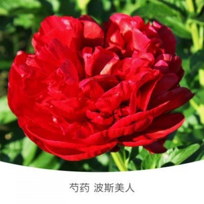 12年芍药花苗老桩室内外庭院四季易活牡丹开花多年生重瓣植
