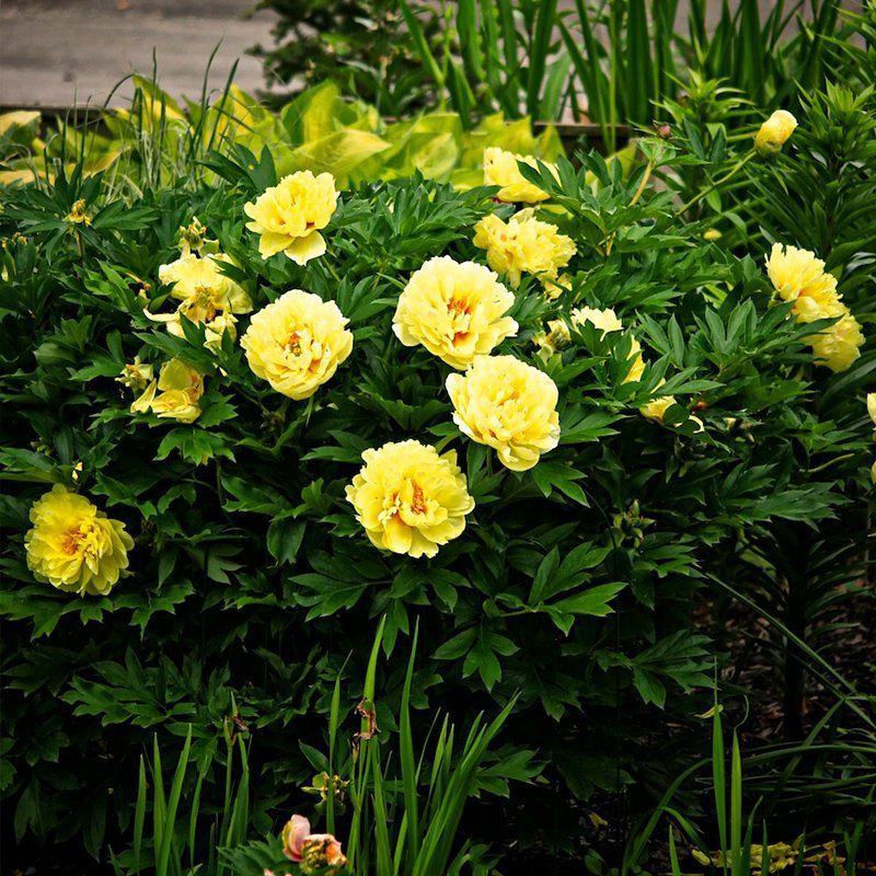 12年芍药花苗老桩室内外庭院四季易活牡丹开花多年生重瓣植