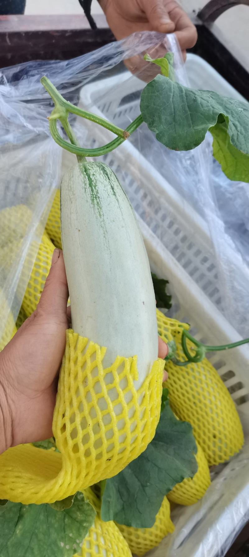 【精品】博洋61大棚甜瓜，脆甜可口现摘现发，支持一件代发