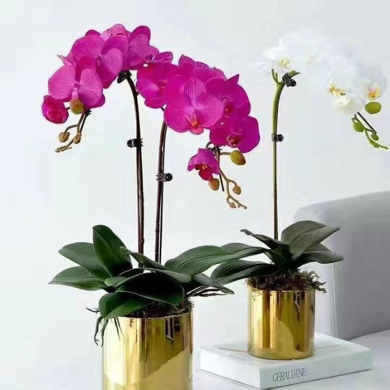 蝴蝶兰盆栽花苗带花苞大苗室内耐寒花卉绿植好养易活植物四季