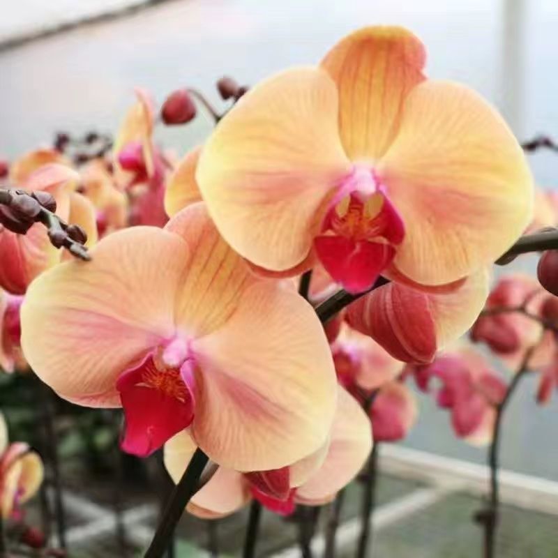 蝴蝶兰盆栽花苗带花苞大苗室内耐寒花卉绿植好养易活植物四季