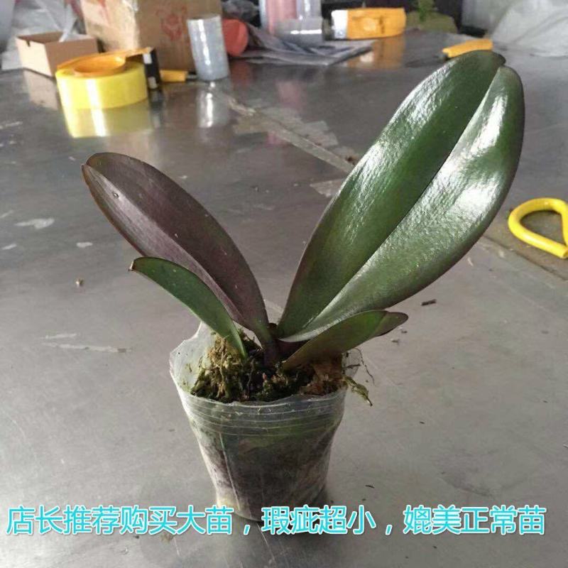 蝴蝶兰盆栽花苗带花苞大苗室内耐寒花卉绿植好养易活植物四季