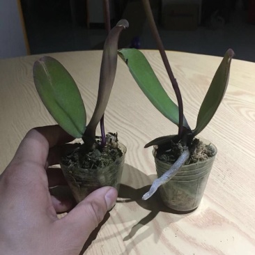 蝴蝶兰盆栽花苗带花苞大苗室内耐寒花卉绿植好养易活植物四季