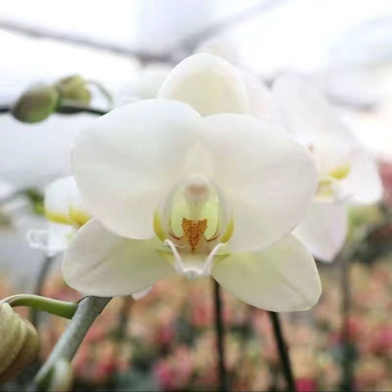蝴蝶兰盆栽花苗带花苞大苗室内耐寒花卉绿植好养易活植物四季