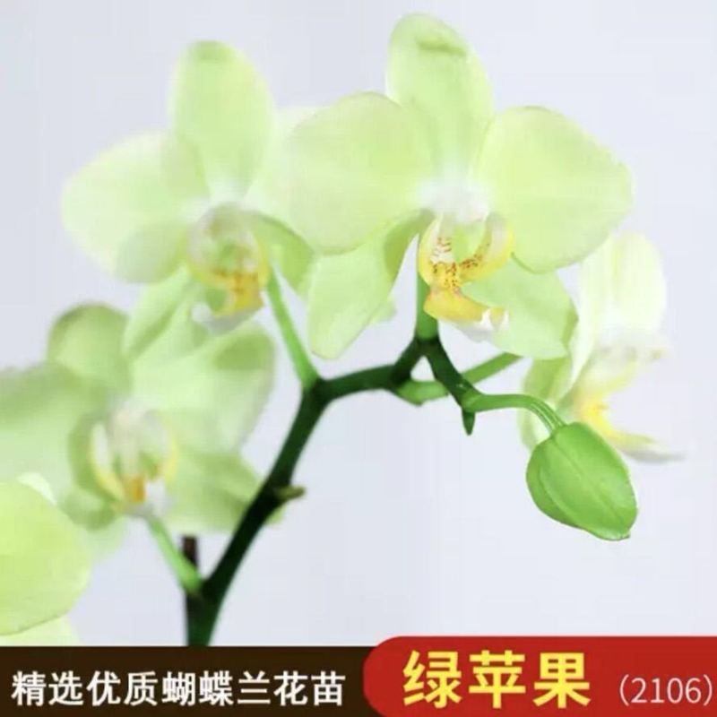 蝴蝶兰盆栽花苗带花苞大苗室内耐寒花卉绿植好养易活植物四季