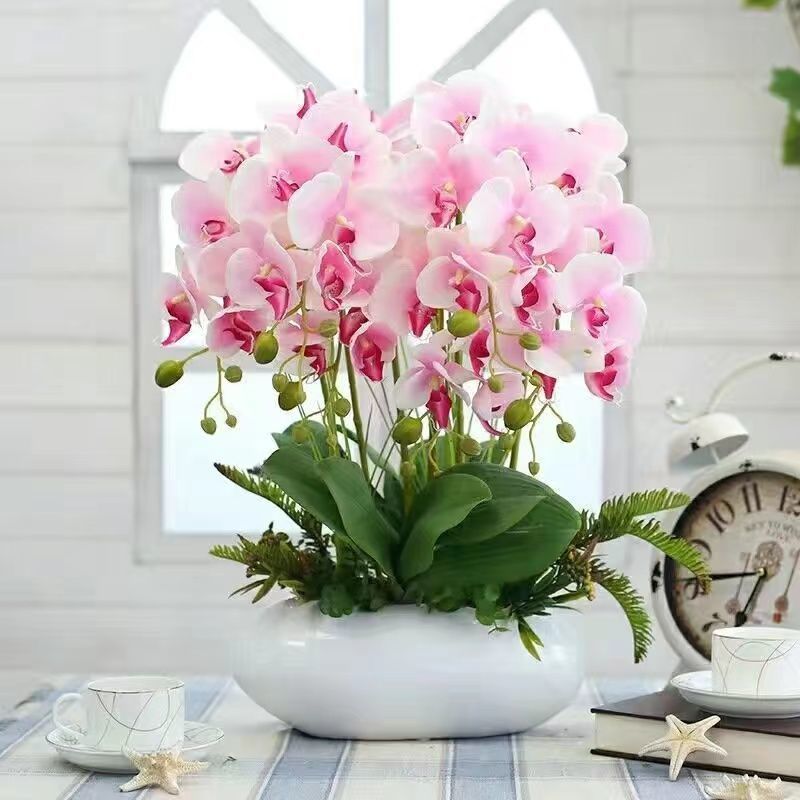 蝴蝶兰盆栽花苗带花苞大苗室内耐寒花卉绿植好养易活植物四季