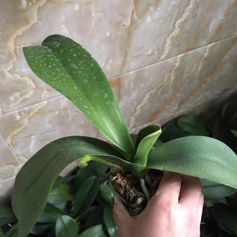 蝴蝶兰盆栽花苗带花苞大苗室内耐寒花卉绿植好养易活植物四季