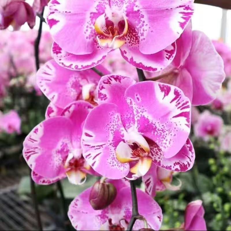 蝴蝶兰盆栽花苗带花苞大苗室内耐寒花卉绿植好养易活植物四季