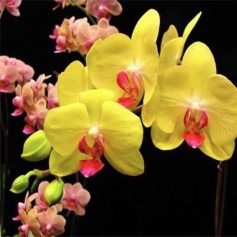 蝴蝶兰盆栽花苗带花苞大苗室内耐寒花卉绿植好养易活植物四季