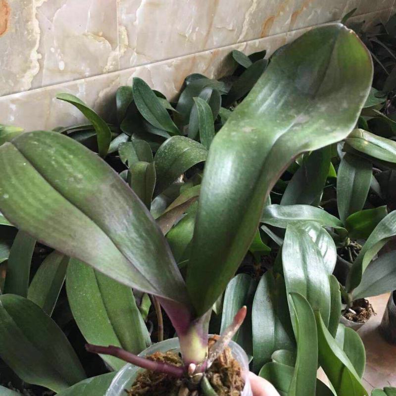 蝴蝶兰盆栽花苗带花苞大苗室内耐寒花卉绿植好养易活植物四季