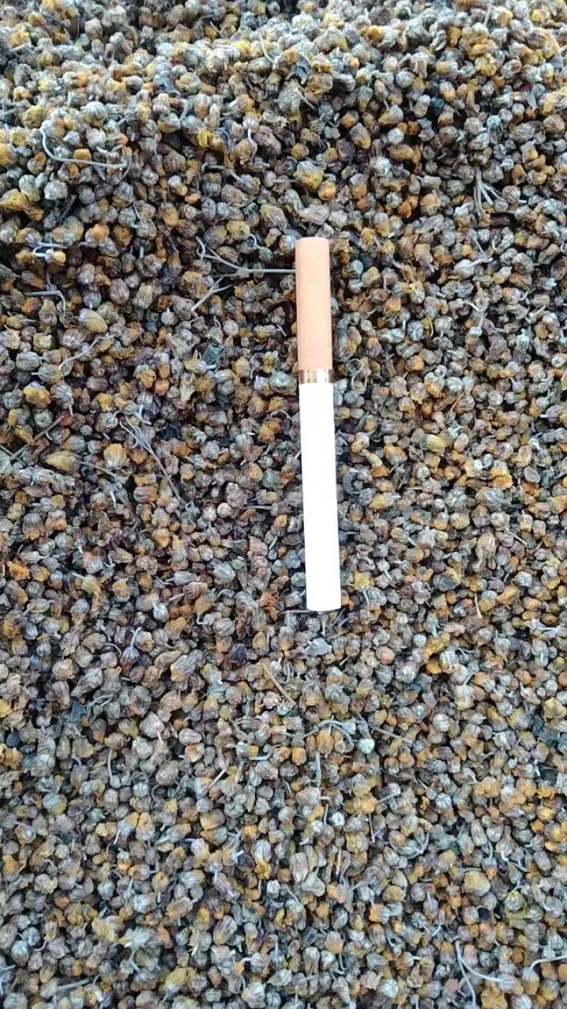野菊花，颗粒货，含量2.0+