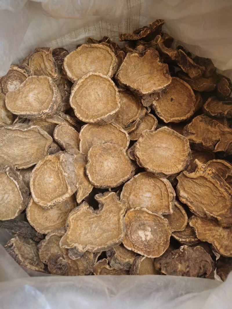 药用大黄