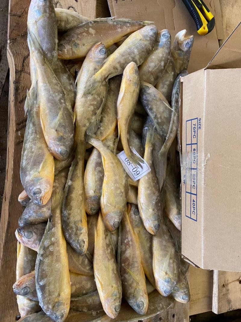 出口标准黄花鱼，60克以上，各种规格都有，大量有货