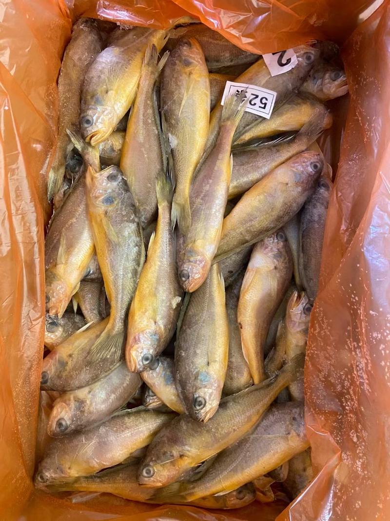 出口标准黄花鱼，60克以上，各种规格都有，大量有货