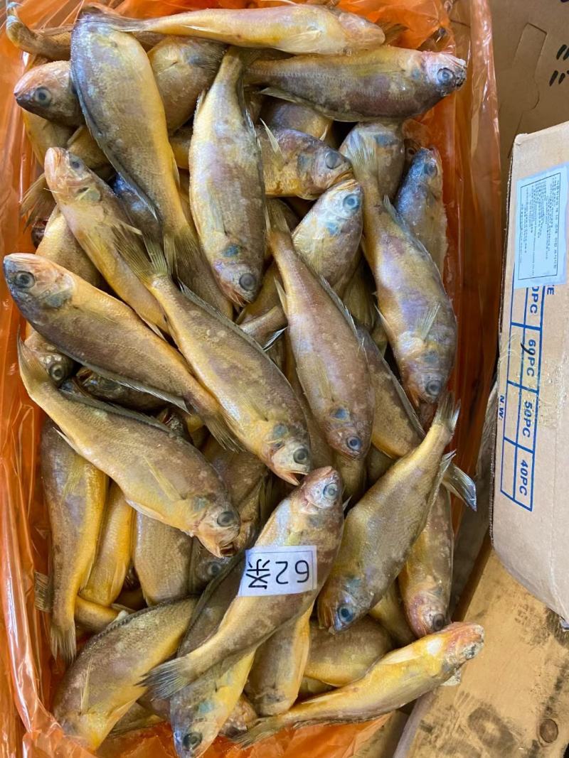 出口标准黄花鱼，60克以上，各种规格都有，大量有货