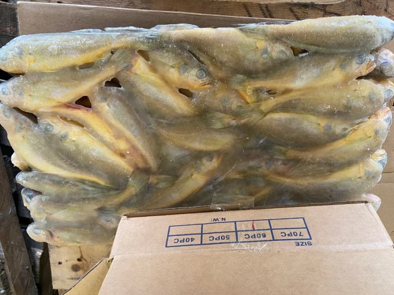 出口标准黄花鱼，60克以上，各种规格都有，大量有货