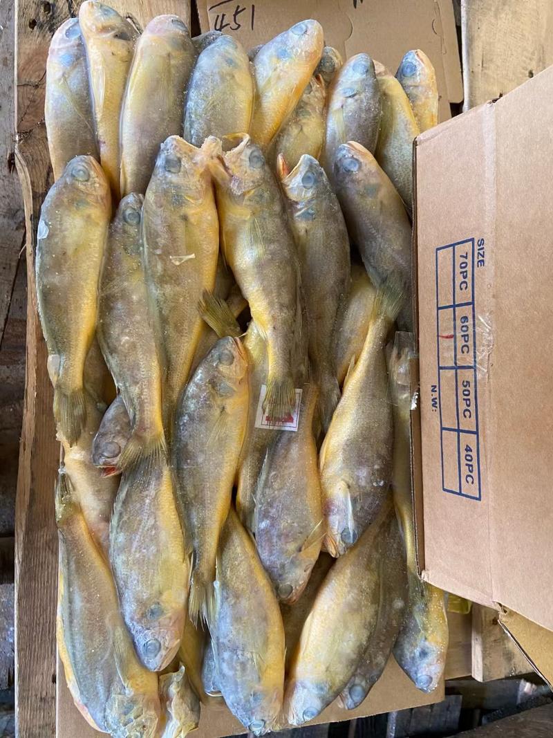 出口标准黄花鱼，60克以上，各种规格都有，大量有货