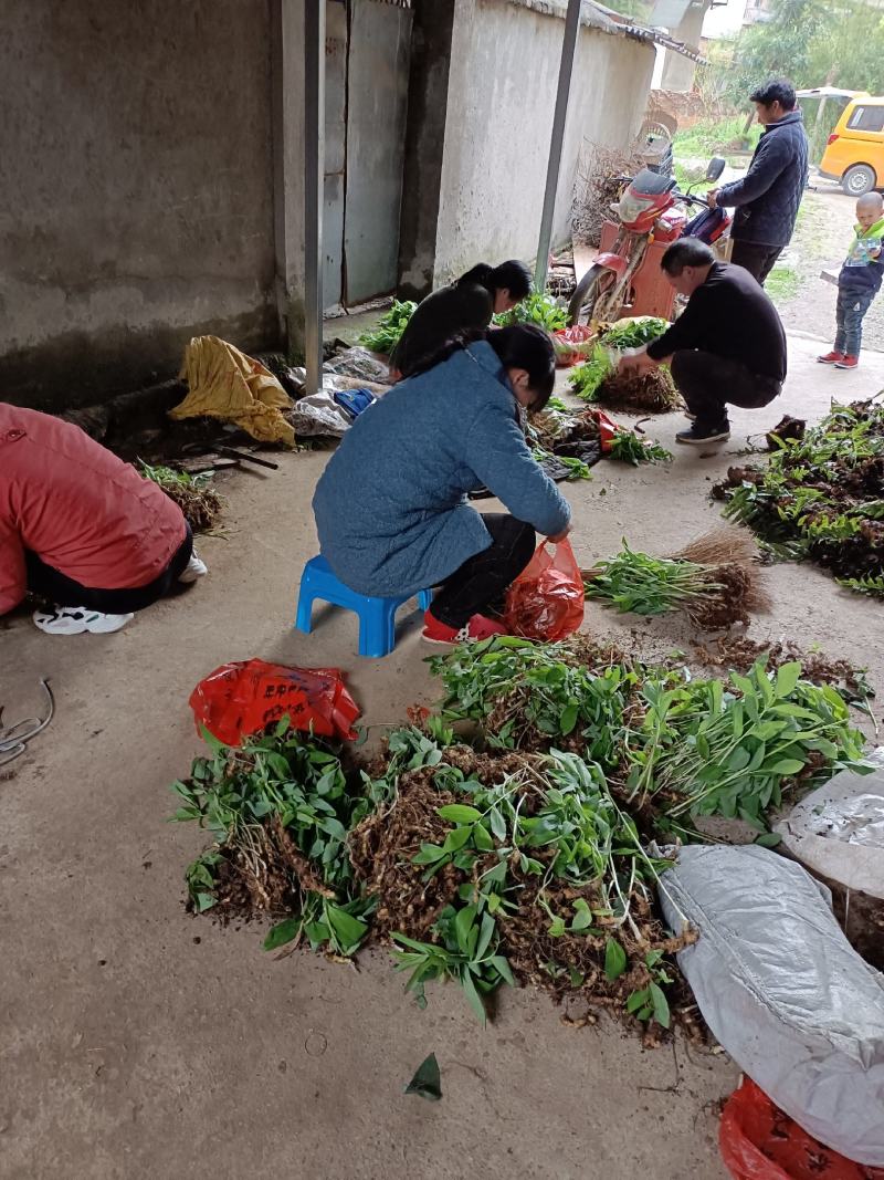 黄精苗热卖中鸡头黄精\姜型黄精