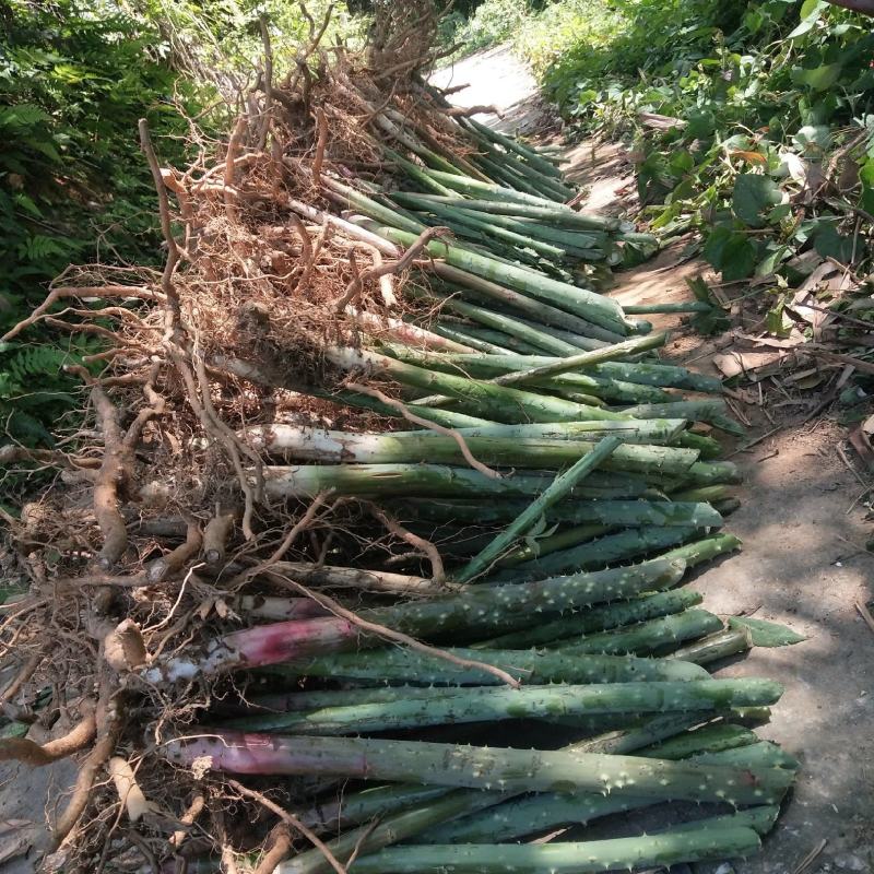 茶树苗甜茶苗刺儿茶苗产地广西大瑶山原产直发有货