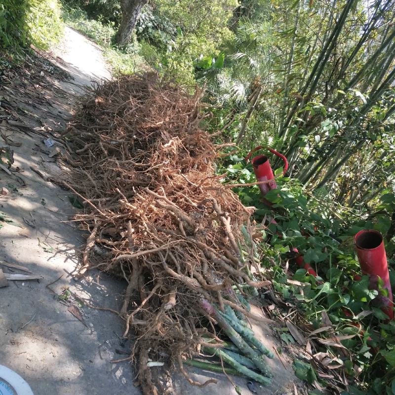 茶树苗甜茶苗刺儿茶苗产地广西大瑶山原产直发有货