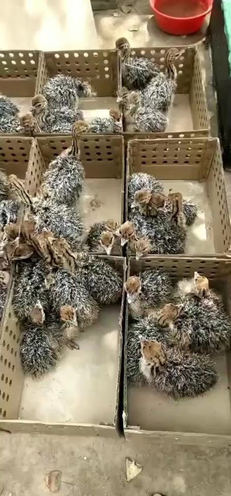 非洲鸵鸟，非洲鸵鸟苗欢迎來养埴厂考察订购包技术包全国托运