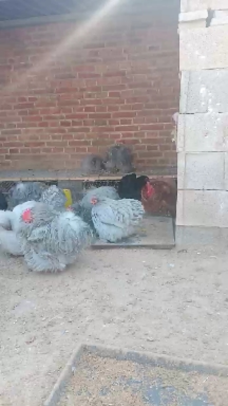 梵天大体型婆罗门鸡，婆罗门鸡。婆罗门鸡苗和成年种鸡