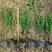 沙地柏工程苗25-60公分高度，营养钵苗，坤盛苗木基地