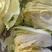 湖北精品黄心大白菜新菜上市质量非常好可视频看货装货！