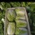大白菜玲珑黄大白菜黄芯5-6斤代发全国