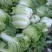 大白菜玲珑黄大白菜黄芯5-6斤代发全国
