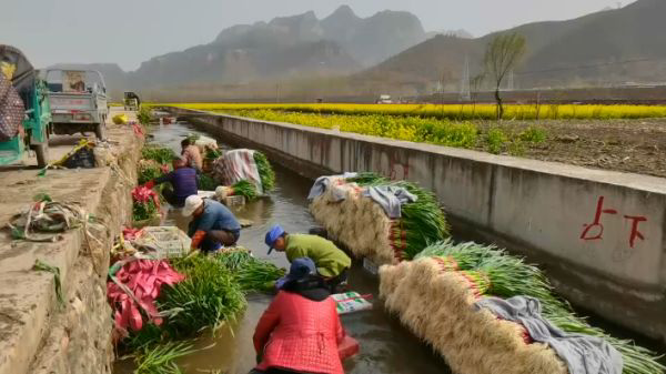 蒜苗采摘与包装图