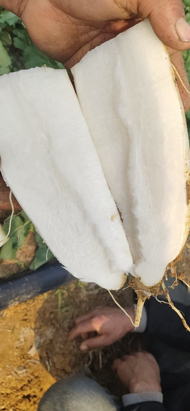 【推荐】白萝卜自家种植品质保证一手货源欢迎来电订购