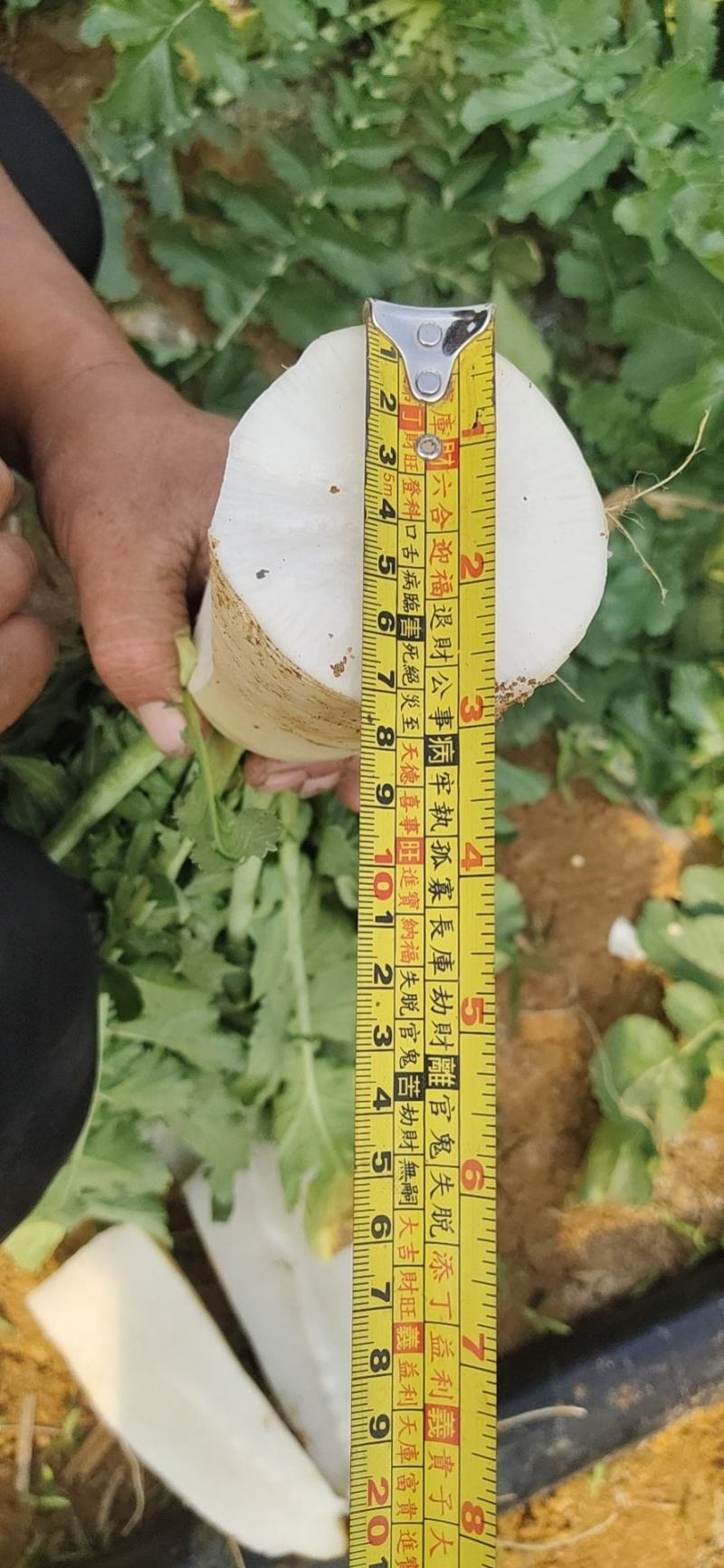 【推荐】白萝卜自家种植品质保证一手货源欢迎来电订购