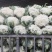 【热卖】松花菜，产地直发，欢迎进店，咨询选购。