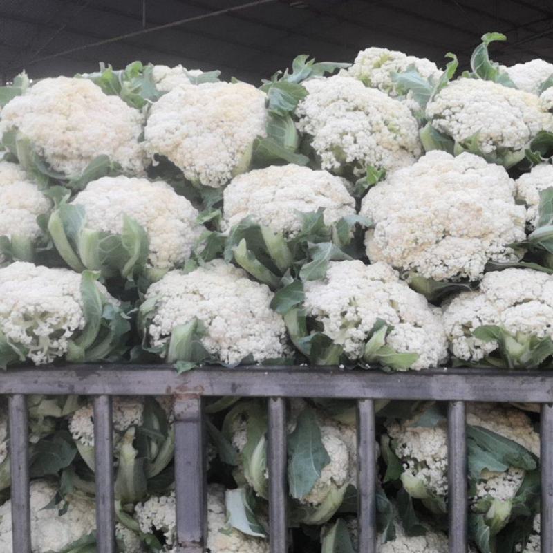 【热卖】松花菜，产地直发，欢迎进店，咨询选购。