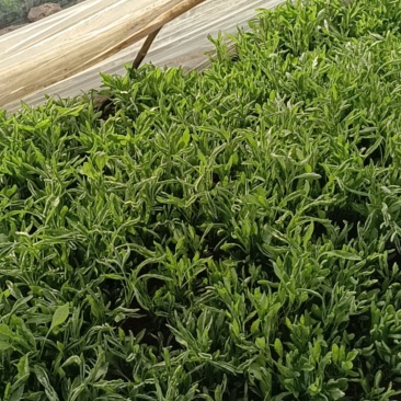 大棚头水大叶青苋菜上市了，蔬菜基地长期供货