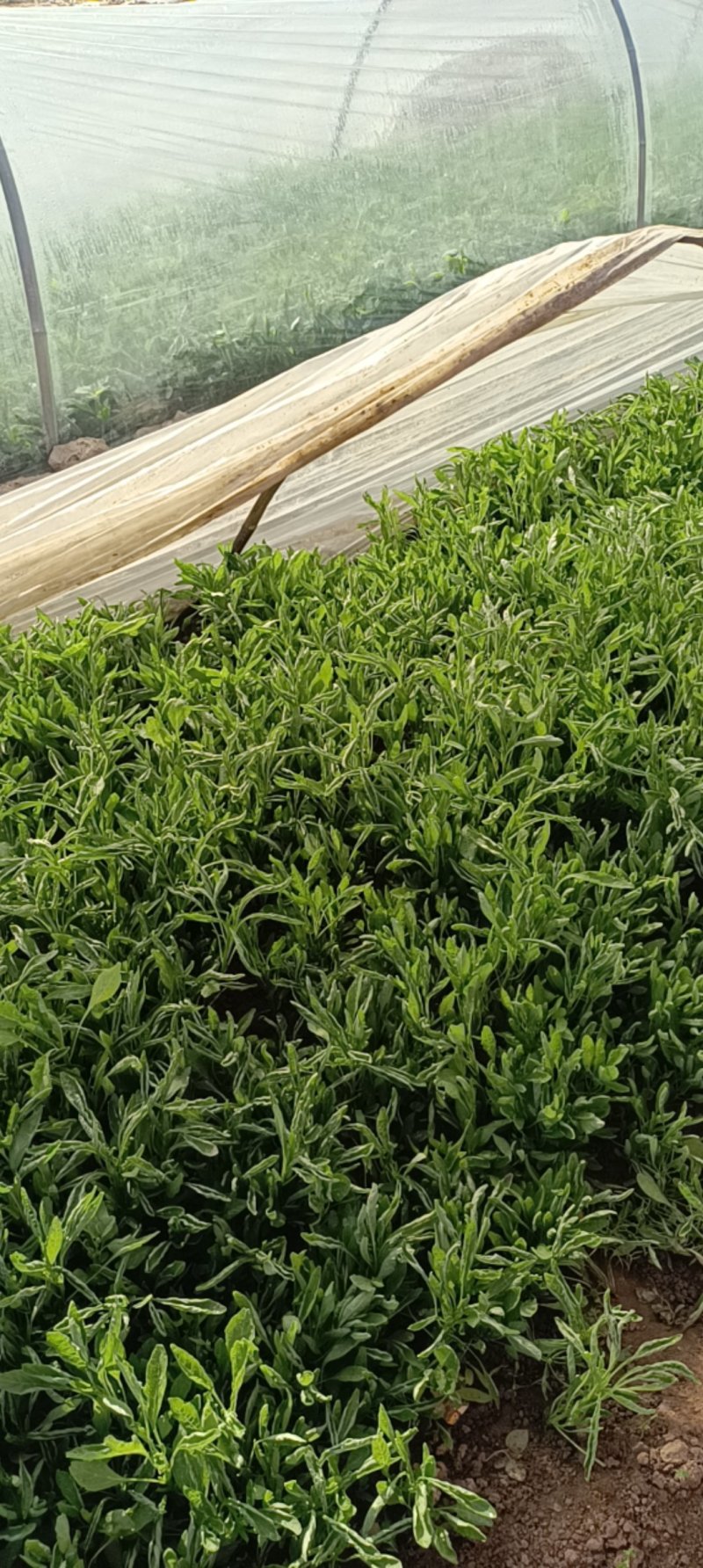 大棚头水大叶青苋菜上市了，蔬菜基地长期供货