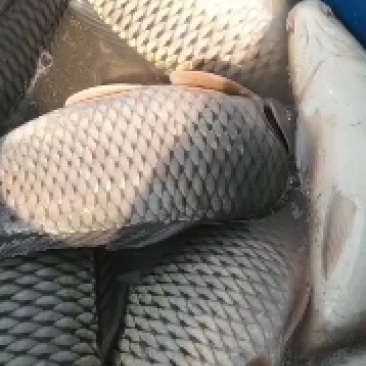 鲤鱼