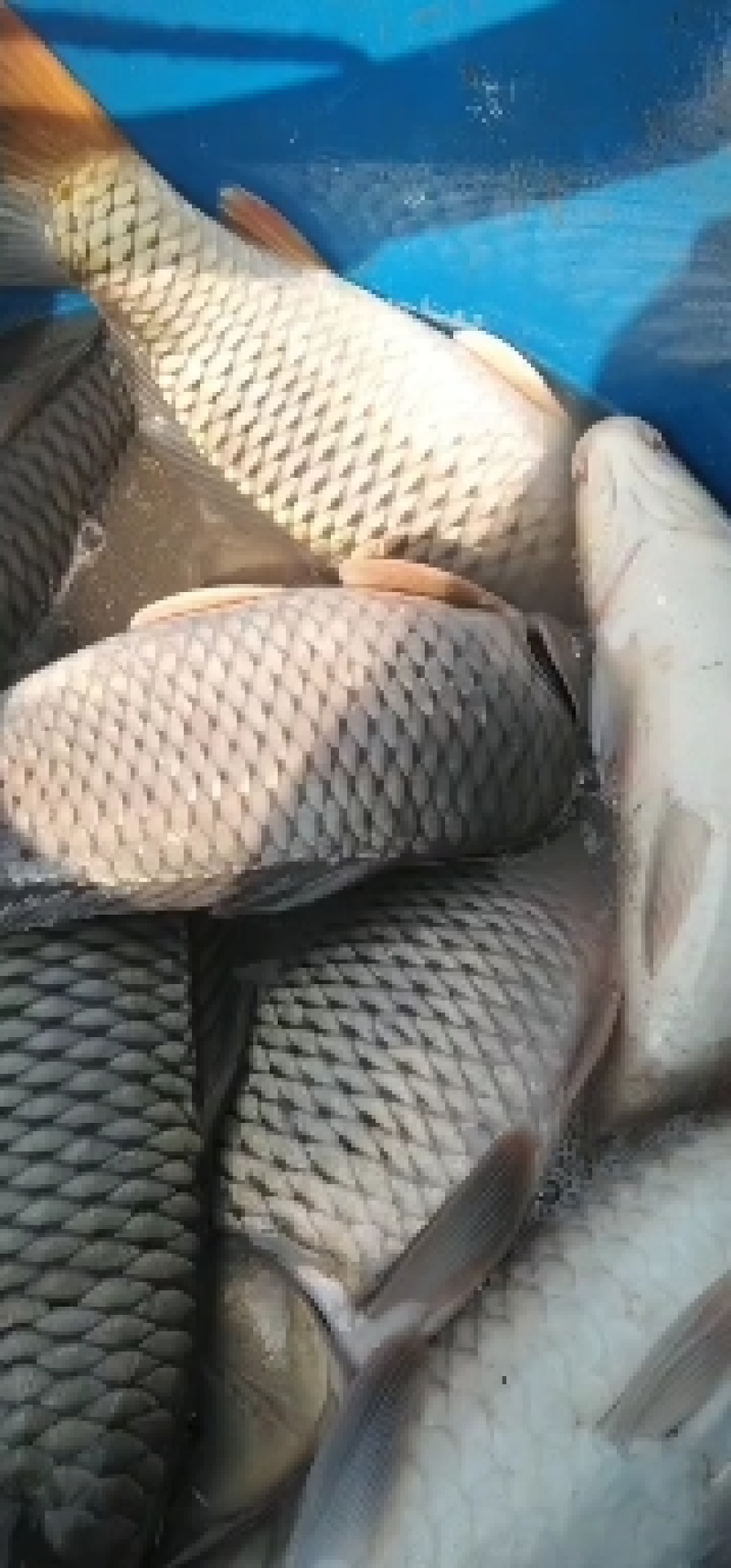 鲤鱼