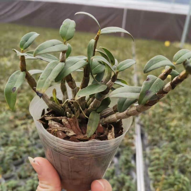 基地出售铁皮石斛苗营养杯苗种植便捷好成活