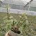 基地出售铁皮石斛苗营养杯苗种植便捷好成活