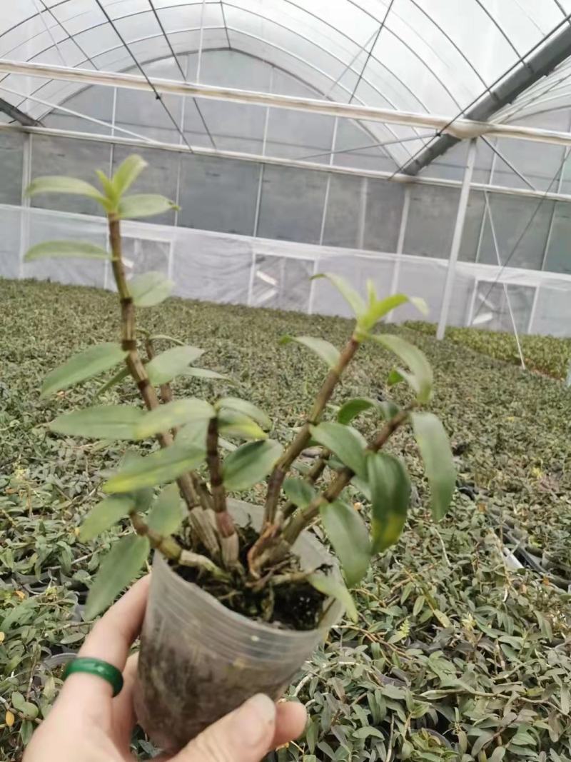 基地出售铁皮石斛苗营养杯苗种植便捷好成活