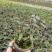 基地出售铁皮石斛苗营养杯苗种植便捷好成活