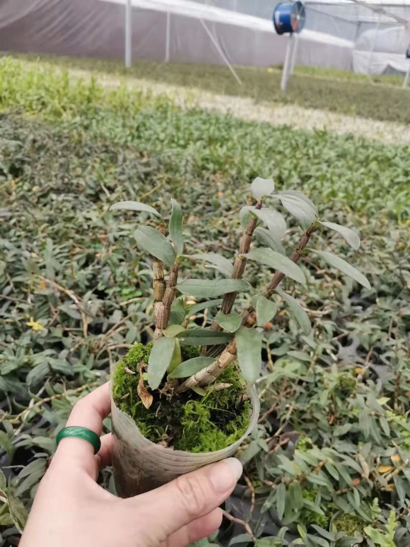 基地出售铁皮石斛苗营养杯苗种植便捷好成活