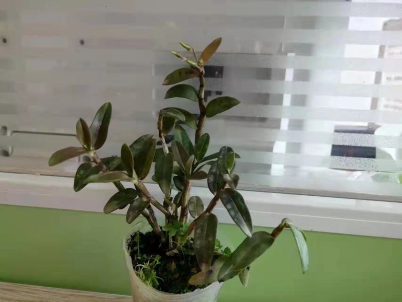基地出售铁皮石斛苗营养杯苗种植便捷好成活