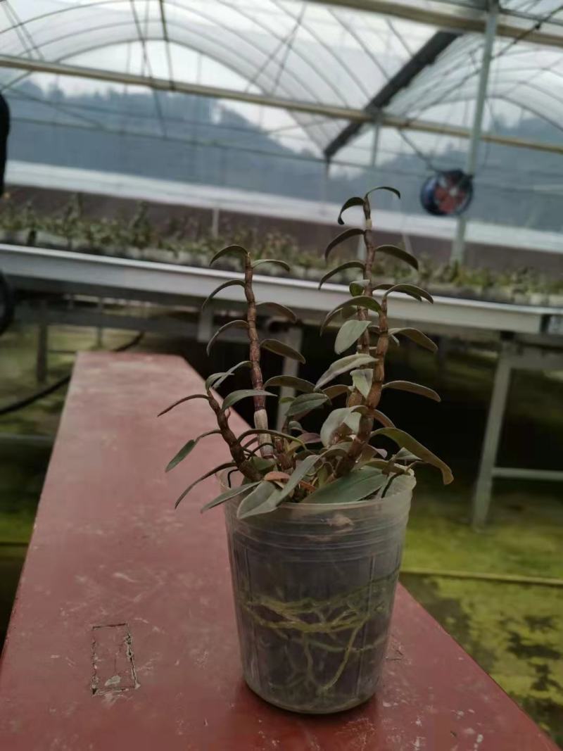 基地出售铁皮石斛苗营养杯苗种植便捷好成活